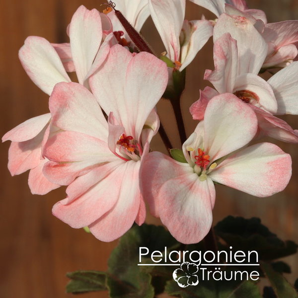 'Pelargonannas Lilleman' Pelargonium zonale