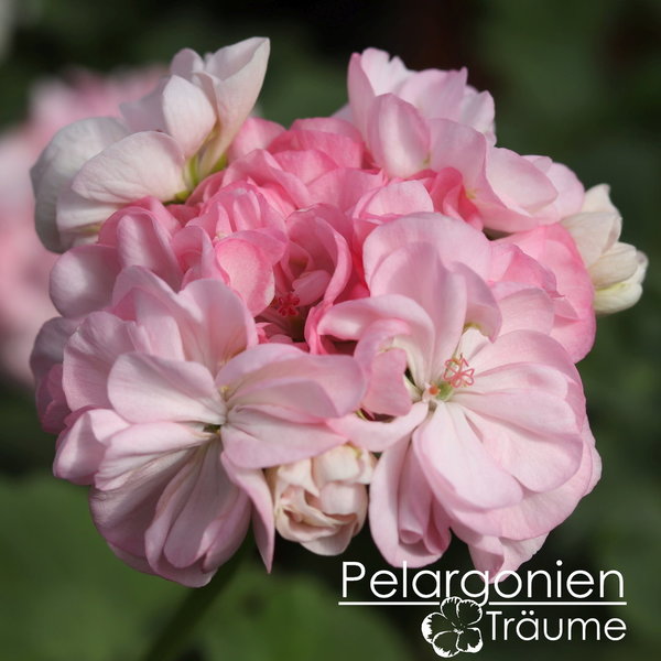 'Rosalinda' Pelargonium zonale