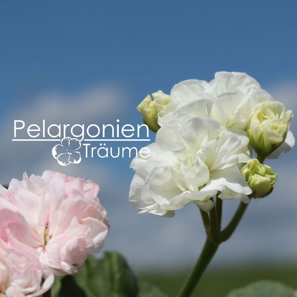 'Arctic Princess' Pelargonium zonale
