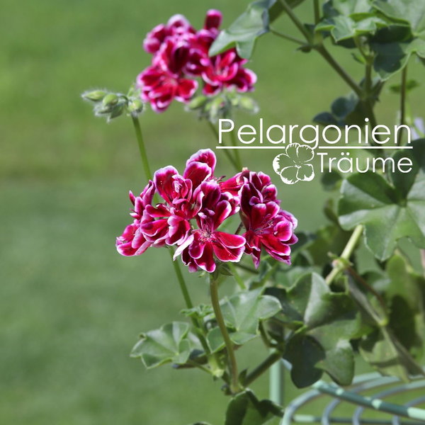 'Bonito' Pelargonium peltatum