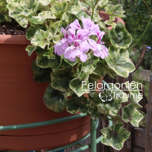 'Wood´s Surprise' Pelargonium peltatum