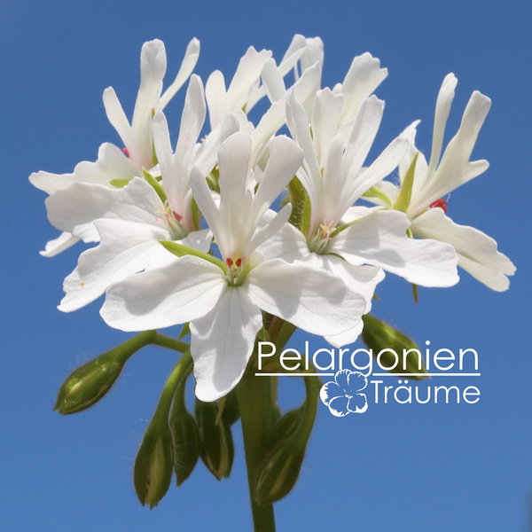 'Pelargonienträumes Edelweiß' Pelargonium zonale