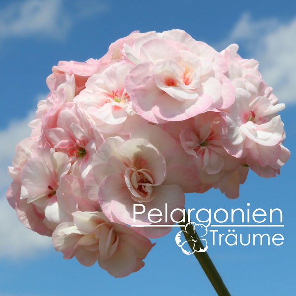 'UG Princess Grace' Pelargonium zonale