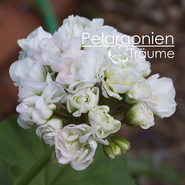 'Pelargonienträumes White Mathilda' Pelargonium zonale