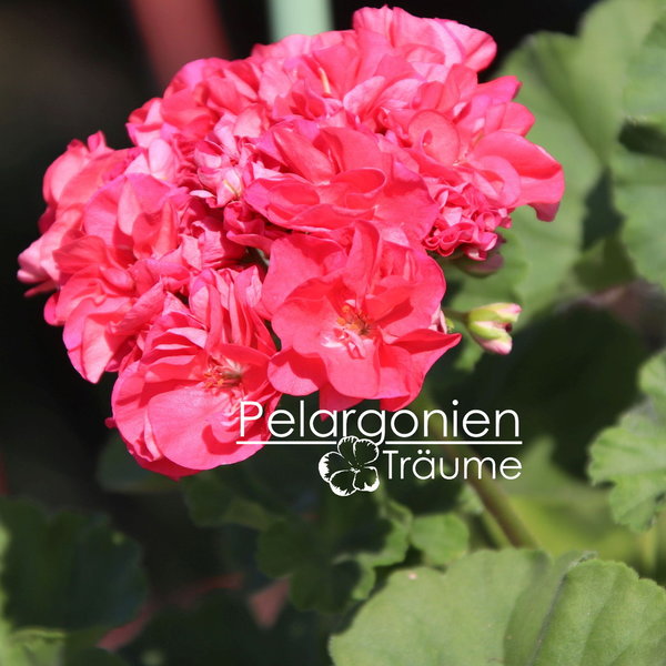'Pelargonienträumes Cerise Mathilda' Pelargonium zonale