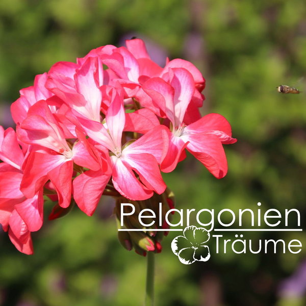 'Pelargonienträumes Kirschsorbet' Pelargonium zonale