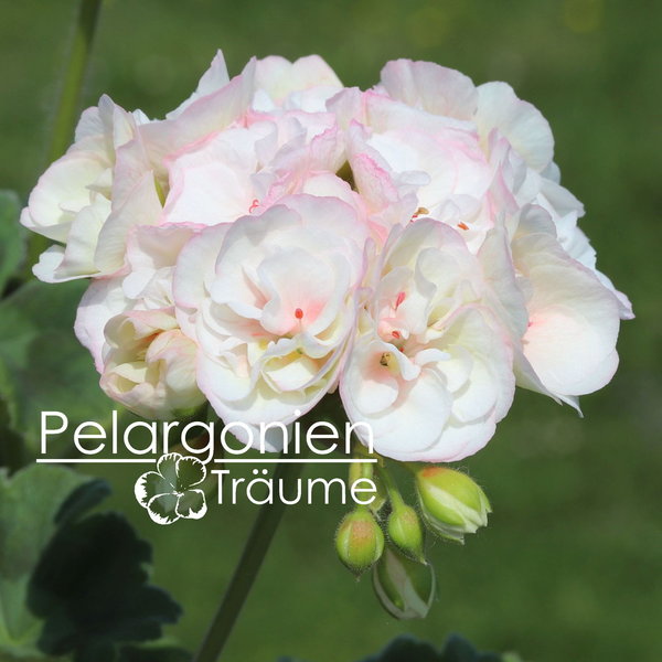 'Jägershus Mandelblom' Pelargonium zonale