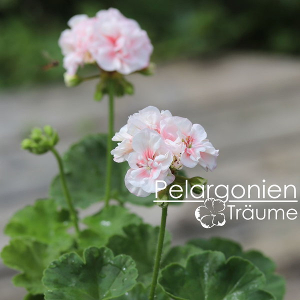 'Pelargonienträumes Perlmutt' Pelargonium zonale