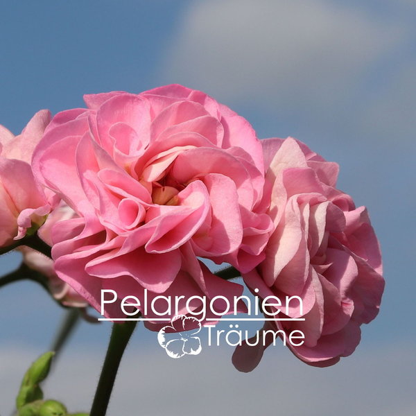 'Miss Rose' Pelargonium zonale