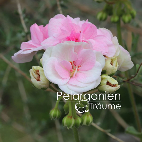 'ОЧ-Madpearl Rose' Pelargonium zonale