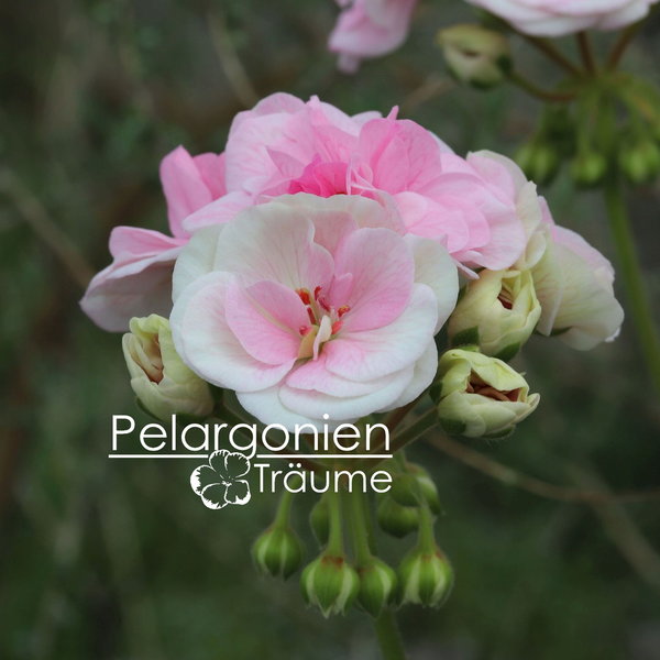 'ОЧ-Madpearl Rose' Pelargonium zonale