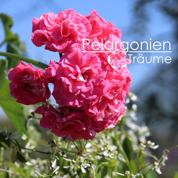 'Lara André' Pelargonium zonartic