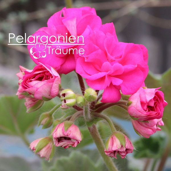 'Odensjö Paolina' Pelargonium zonale