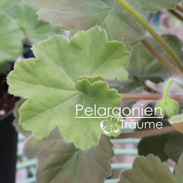 'Odensjö Paolina' Pelargonium zonale
