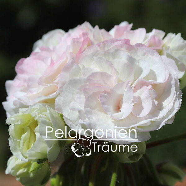 'Pelargonienträumes Ballerina' Pelargonium zonale