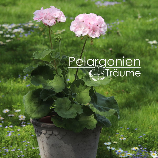 'Pelargonienträumes Appleblossom' Pelargonium zonale