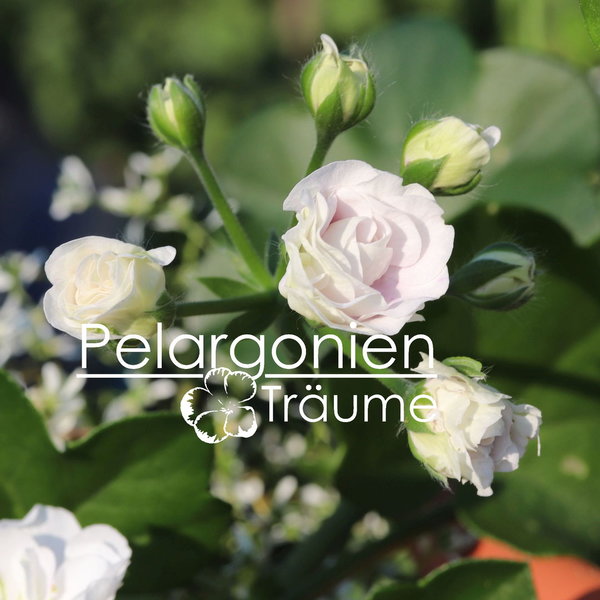 'Ice Rose' Pelargonium peltatum