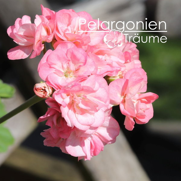 'Pelargonienträumes Roswitha' Pelargonium zonale