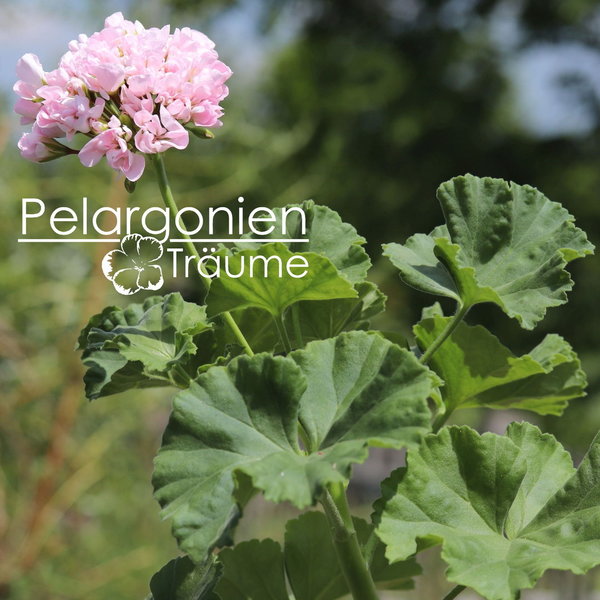 'Pelargonienträumes Magnolia' Pelargonium zonale