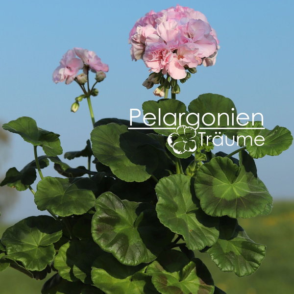 'Pelargonienträumes Birgit' Pelargonium zonale