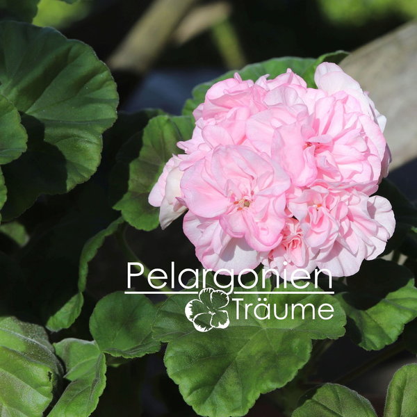 'Pelargonienträumes Birgit' Pelargonium zonale