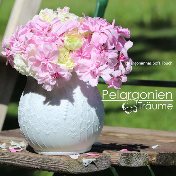 'Pelargonannas Soft Touch' Pelargonium zonartic
