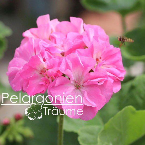 'Pelargonienträumes Pretty Pink' Pelargonium zonale