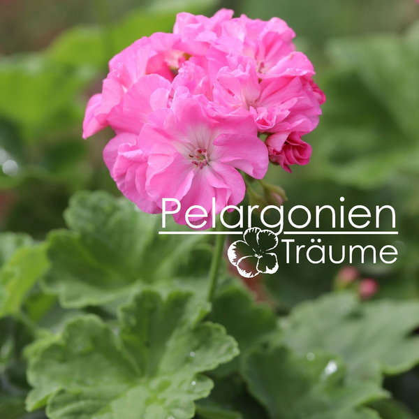 'Pelargonienträumes Pretty Pink' Pelargonium zonale