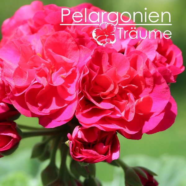 'Pelargonienträumes Rosenrot' Pelargonium zonale