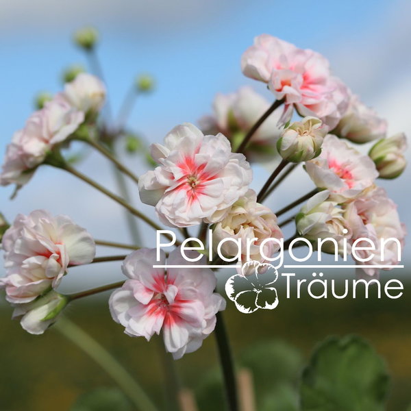 'Dragonfly´s Ebba' Pelargonium