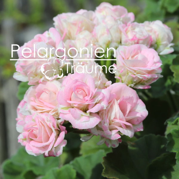 'U_Royal Bride' Pelargonium