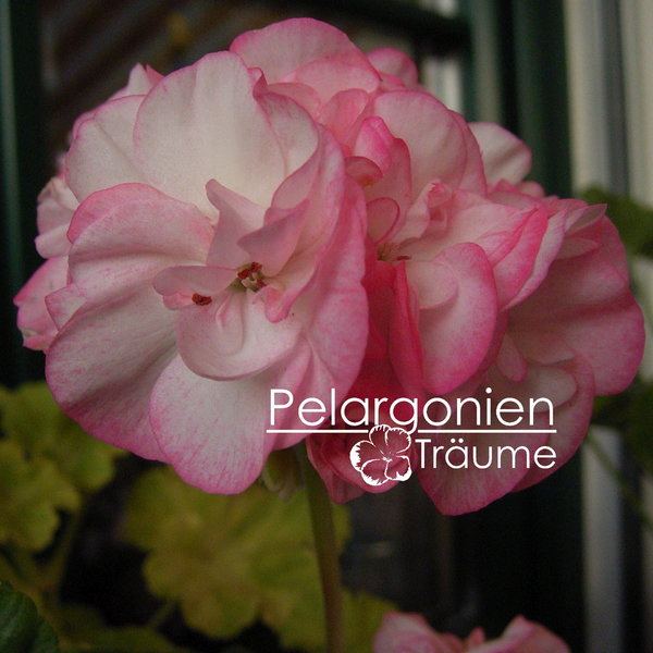 'Swainham Spring' Pelargonium zonale